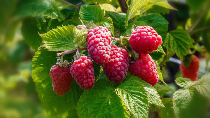 Prepolovljen rod - nema obeštećenja