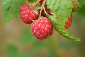 U toku isplata 972.830 KM za proizvođače maline