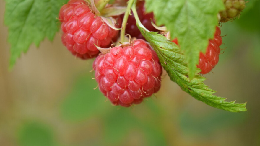 U toku isplata 972.830 KM za proizvođače maline