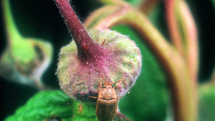Suzbijanje malininog pupara na prirodan način