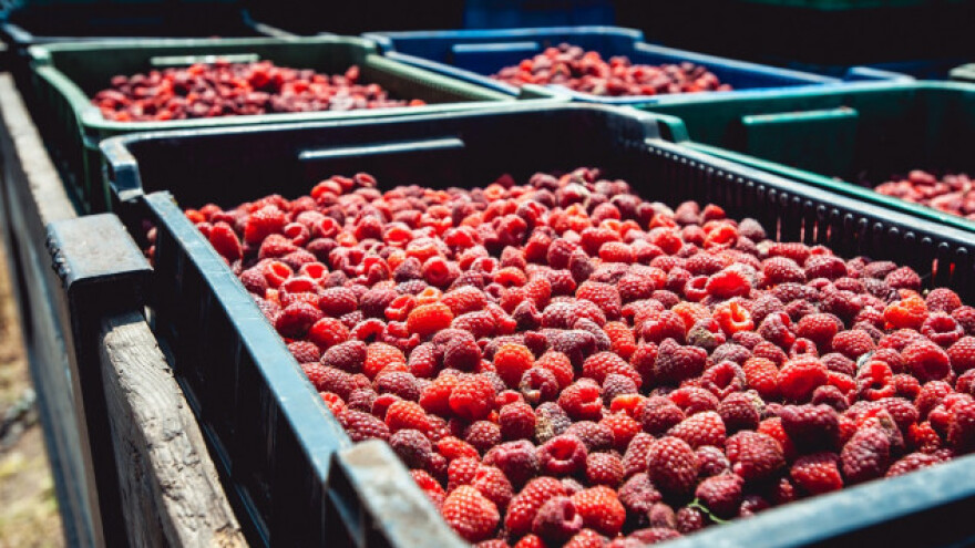 Malinari: Niska cijena - velika provokacija