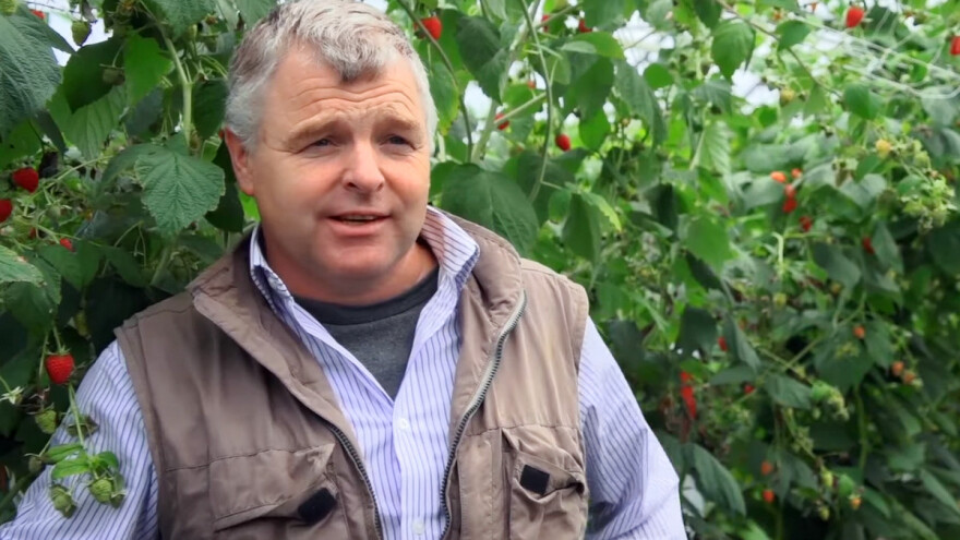Holandski malinar otkriva ključ uspeha dobre prodaje i zarade