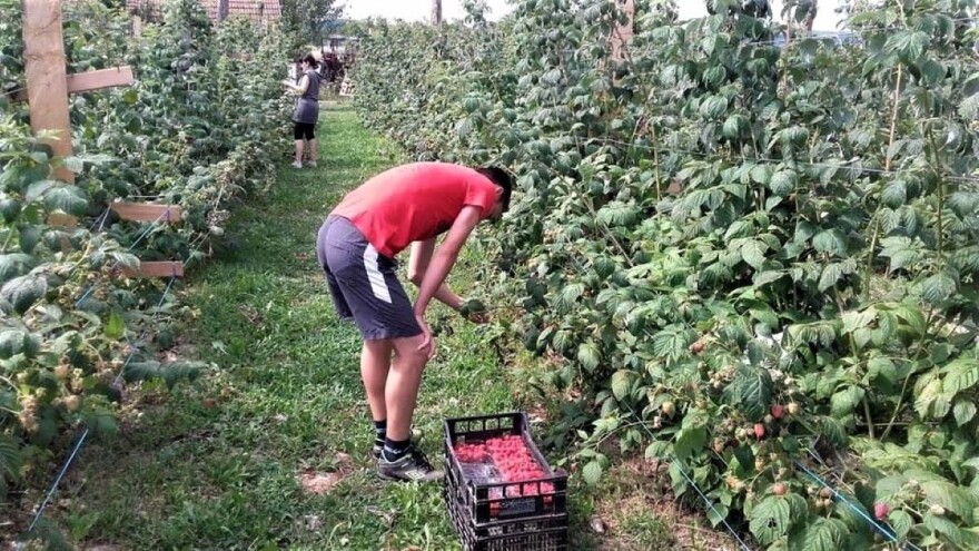 Stručnjaci ništa ne očekuju od Radne grupe za malinu, a proizvođači sistemsko rešenje?