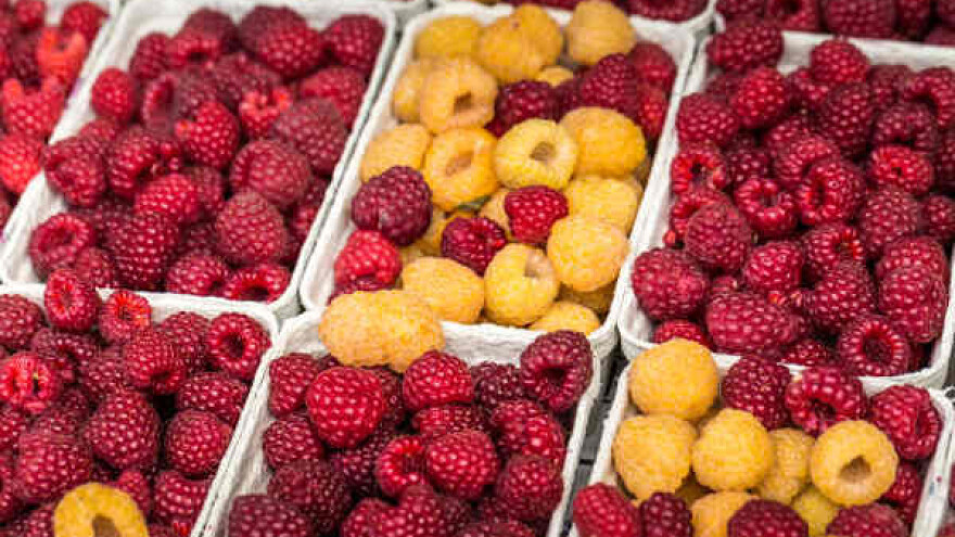 Malinari traže pregovore sa Vladom Srbije