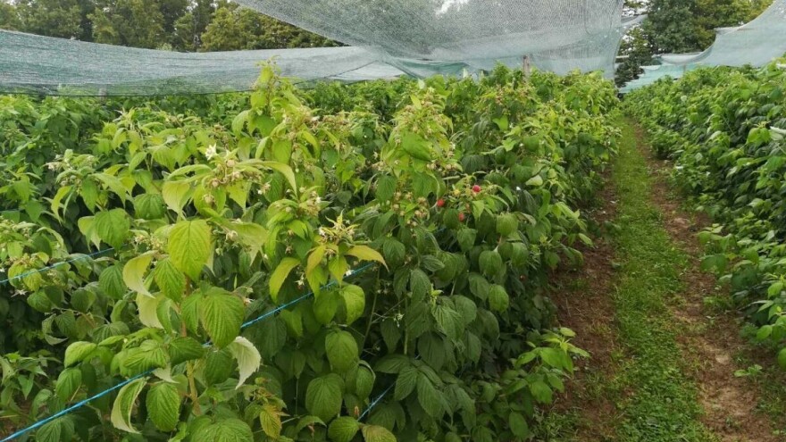 Posle berbe maline ne iznosite stare izdanke odmah iz špalira