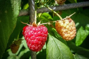 Malinari, podržite otkupljivače koji poštuju dogovore - apeluje Berryfruit