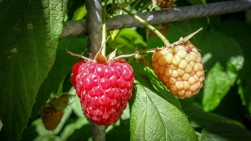 Malinari, podržite otkupljivače koji poštuju dogovore - apeluje Berryfruit