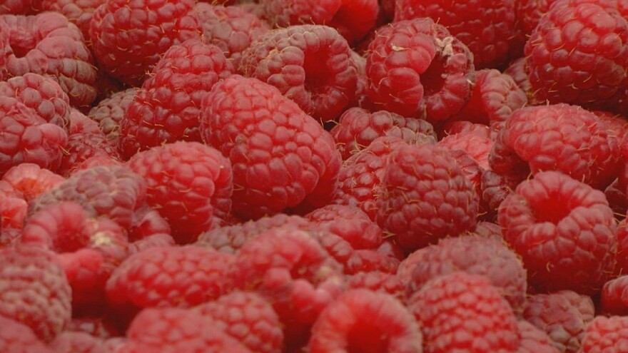 Malina: 8KM/kg za polku, isplata odmah po isporuci - Je li ovo konačna cijena?