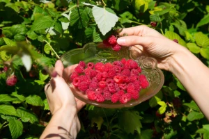 Uzgoj maline na jugu Srbije