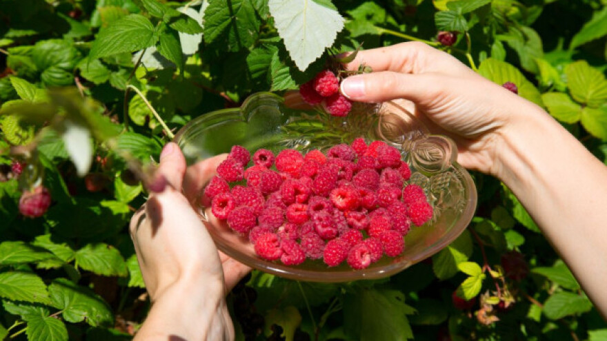 Uzgoj maline na jugu Srbije