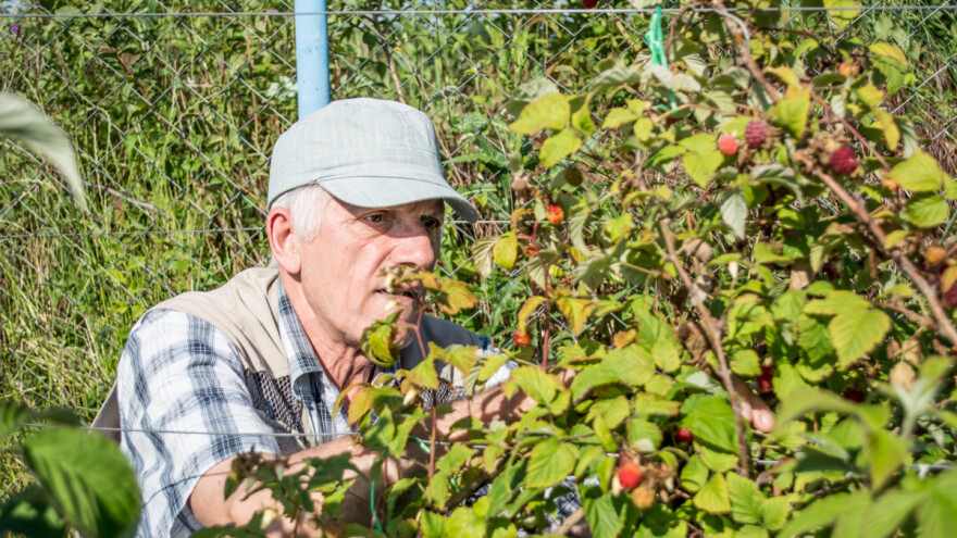 Dnevno propadne više od 20 tona malina jer nema dovoljno hladnjača