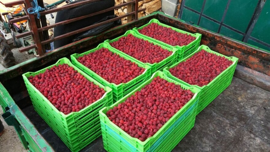 Savet stručnjaka: Kako pravilno da obavite berbu malina