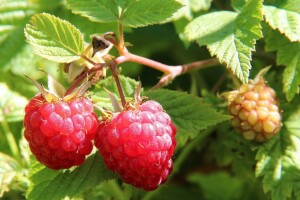 Niska cijena ih dotukla - malinari gase proizvodnju