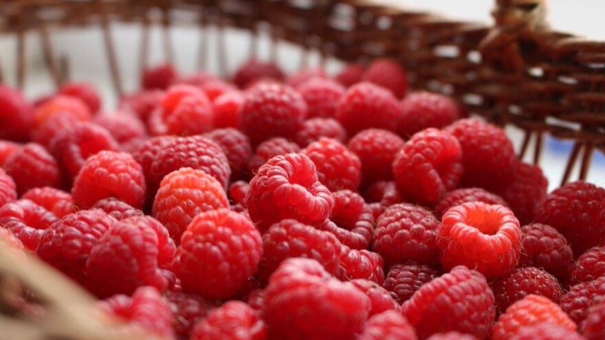 Malinari, ne uništavajte malinjake - Podravka najavila otkup iduće godine!