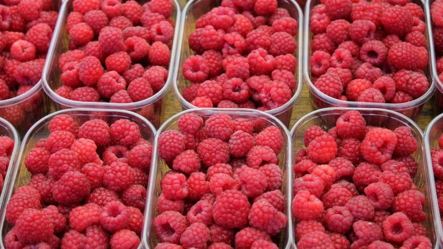 "Prijedorčanka" otkupila i isplatila preostale maline od Prijedorčana