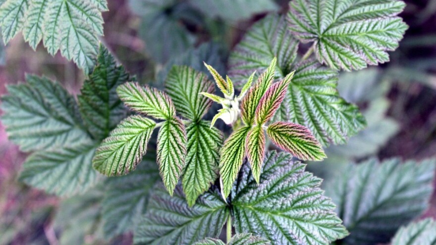 Podijelit će do 2.400 sadnica maline