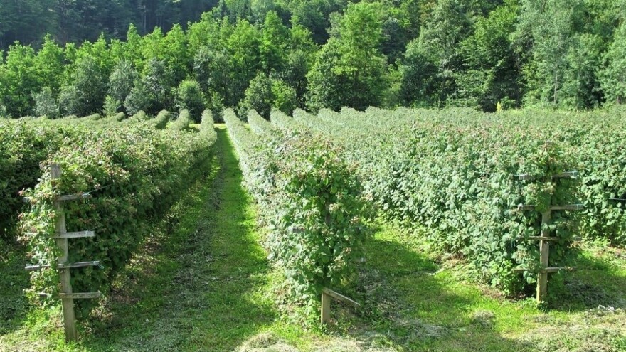 Očekuje se viša cena maline - i dalje problem kvalitetni sadni materijal