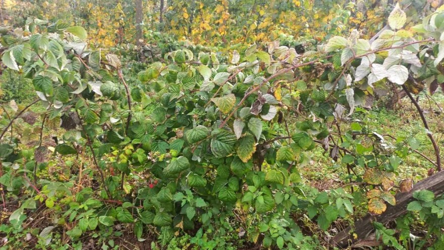 Uočena smeđa pjegavost lista maline, savjet je preventivno djelovati