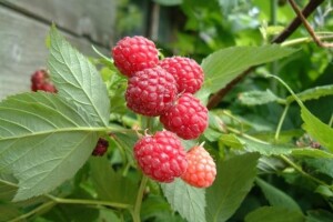 Maline za švedsko tržište iz Virovitice