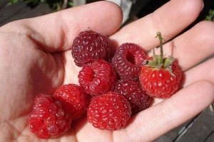 Ivanjica: Podela odštete malinarima ili prevara?