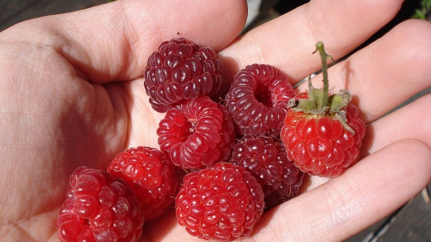 Ivanjica: Podela odštete malinarima ili prevara?