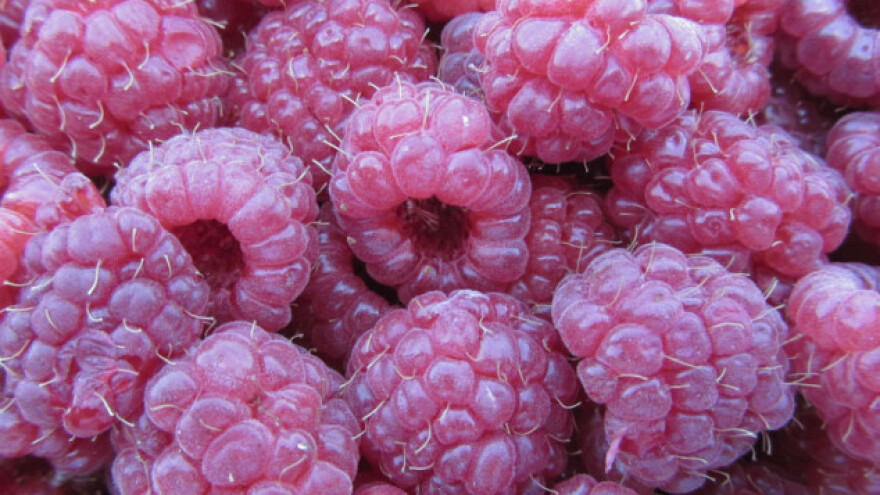 U malinarstvo iz nužde