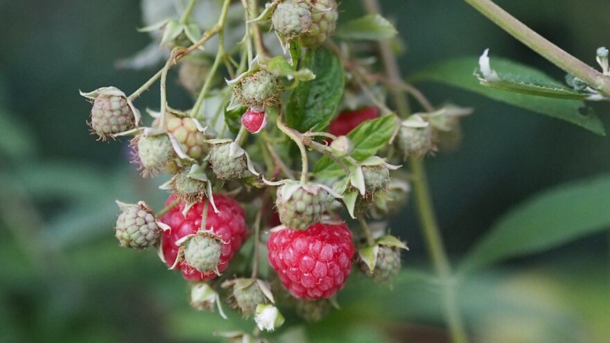 Malinari dobili informaciju o niskoj otkupnoj cijeni, u TK uništeno gotovo 50 dunuma prvoklasnog zasada