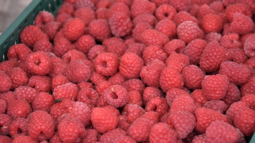 Izvoz maline u EU - bez kontrole na norovirus