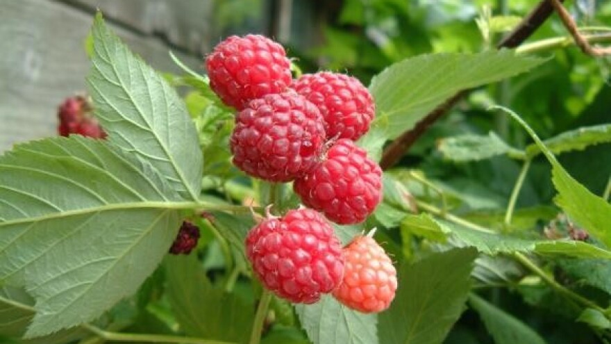 Maline za švedsko tržište iz Virovitice