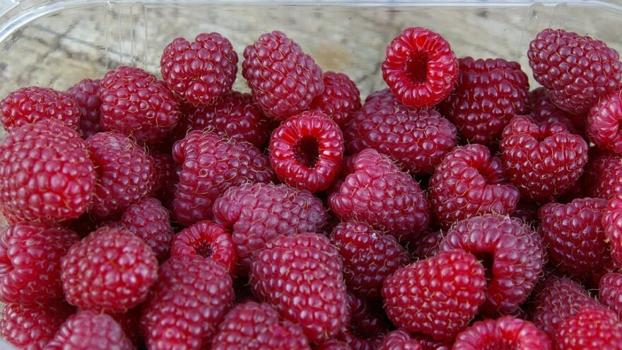 Berba malina kreće, prodaju se i po cijenama do 10 KM po kilogramu