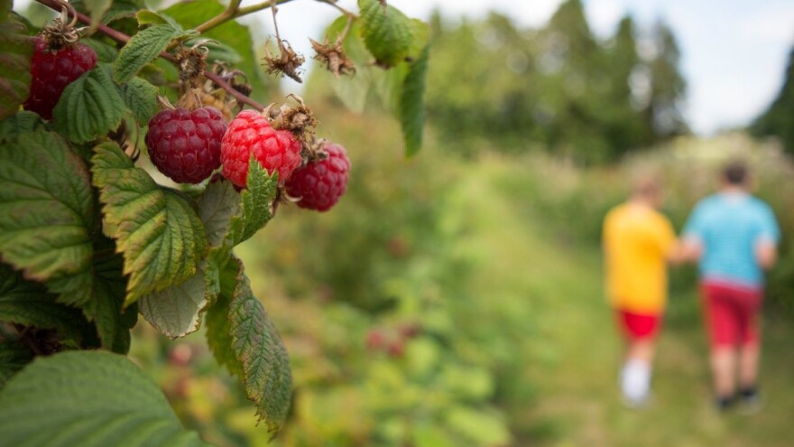 Udruženje otkupljivača i izvoznika jagodičastog voća FBiH: Ograđujemo se od objavljenih cijena, nastavite s berbom malina!