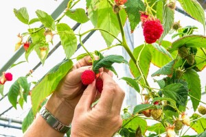 Proizvođačima malina premija od 25 feninga po kilogramu u ZDK