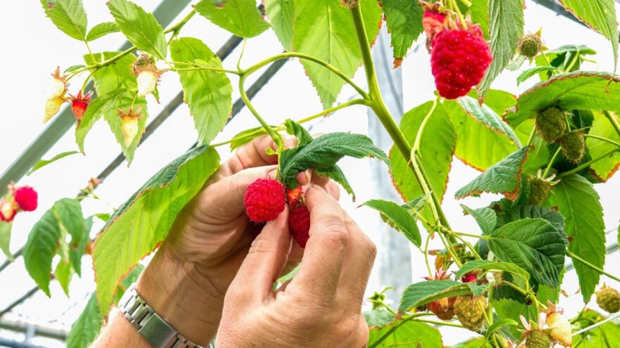 Proizvođačima malina premija od 25 feninga po kilogramu u ZDK