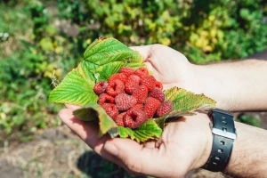 U BiH lani proizvedeno 20.000 tona maline