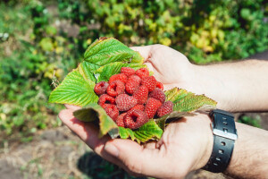 U BiH lani proizvedeno 20.000 tona maline