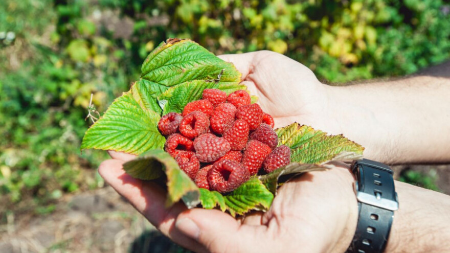 U BiH lani proizvedeno 20.000 tona maline