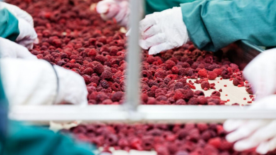 Zbog mraza i do 70% manja proizvodnja maline?