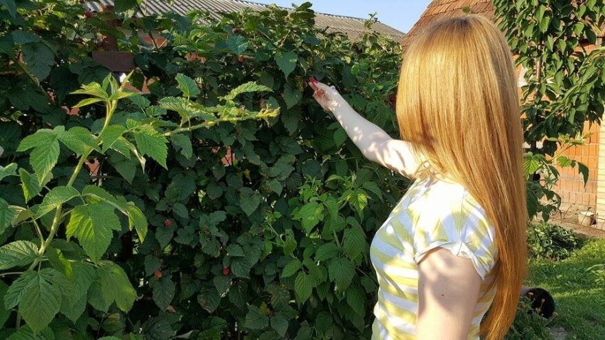 Predano 800 tona maline, cijena se i dalje ne zna