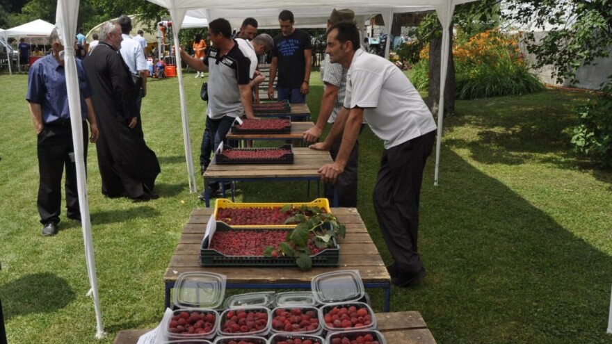 U valjevskom kraju do pet tona maline po hektaru: Različit kvalitet ploda - cena ista