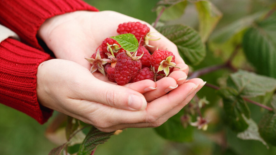 Igra živaca s otkupnom cijenom maline