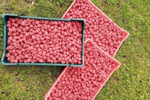 Otkupna cijena maline ove godine 3,5 KM/kg - zadovoljni i hladnjačari i voćari