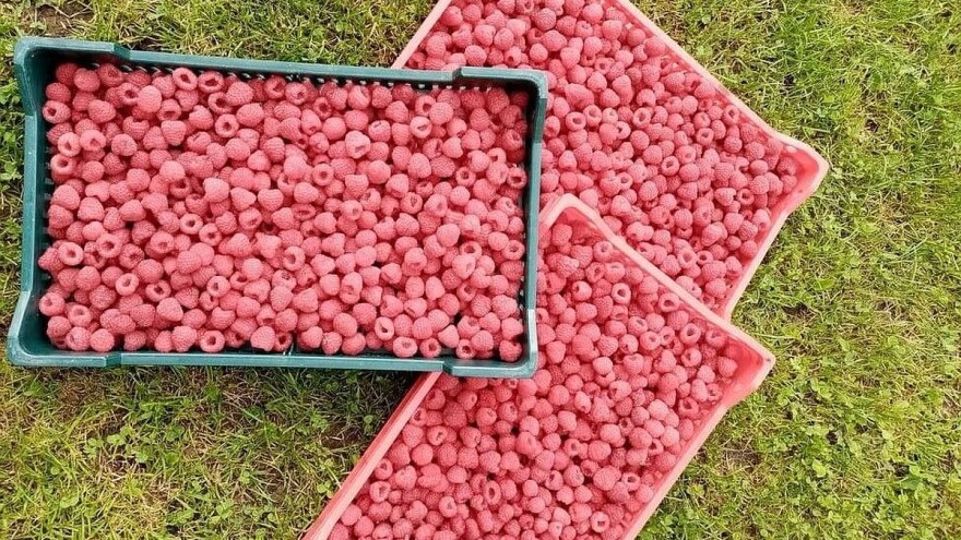 Otkupna cijena maline ove godine 3,5 KM/kg - zadovoljni i hladnjačari i voćari