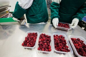 Kako se kineske smrznute maline prodaju kao ekološki proizvodi iz Čilea?
