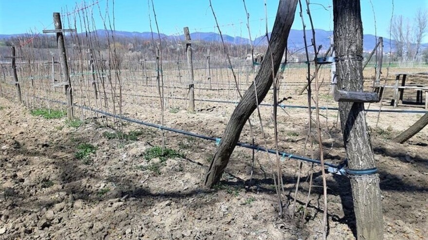 Radovi u malinjaku: Vrijeme je za sasvim plitku obradu