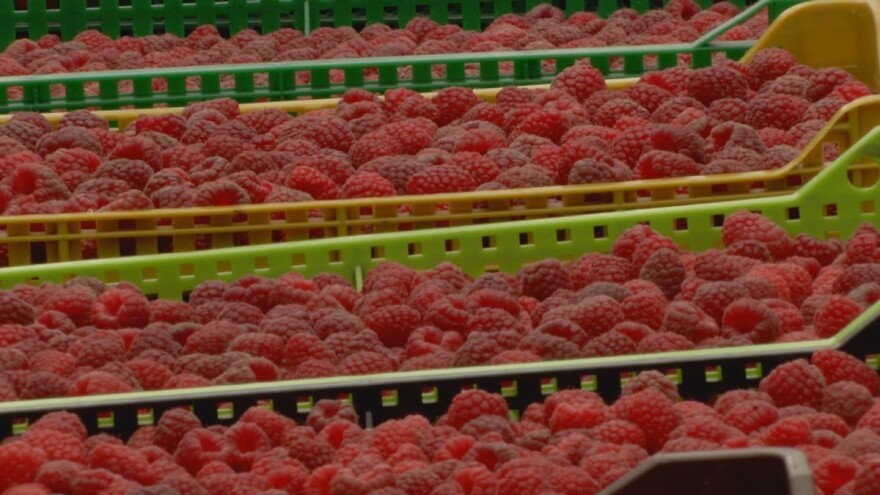 Sorta miker dostigla 6,45 KM, očekuje se dalji rast cijene!