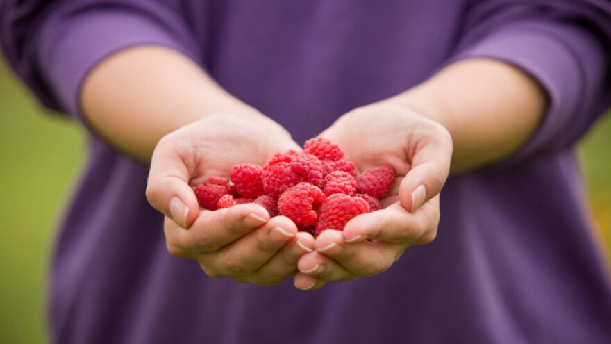 Edukacija o proizvodnji i zaštiti maline