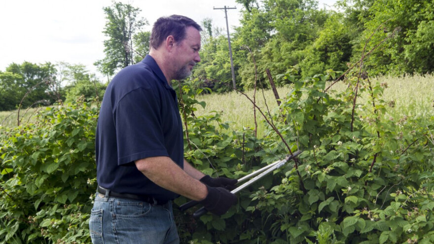 Kako unaprijediti proizvodnju malina?