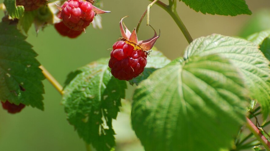 Iz grada prešla na selo i uspešno uzgaja maline