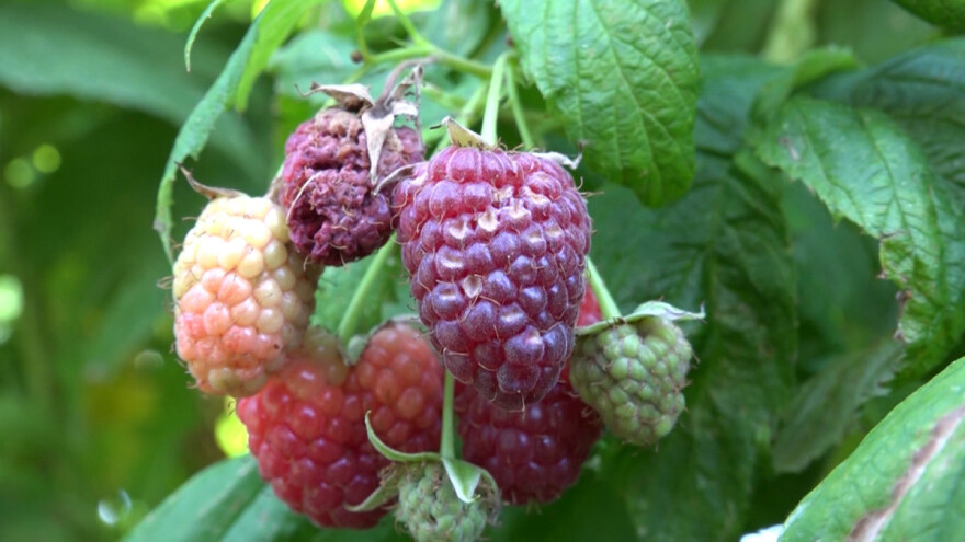 Od Vlade 10 miliona dinara za rešavanje problema malina i višanja