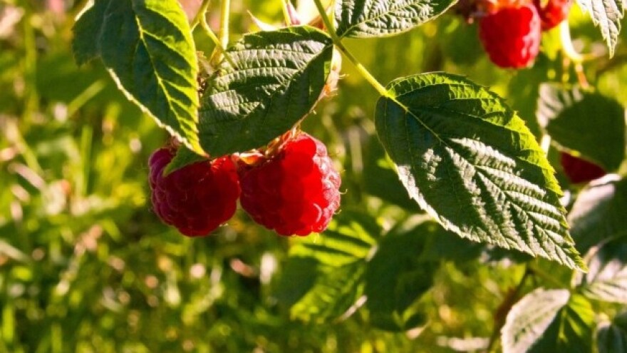 Maline i perad glavni izvozni aduti BiH
